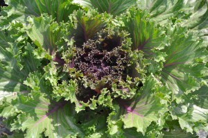 Kale 'Glamour Red'