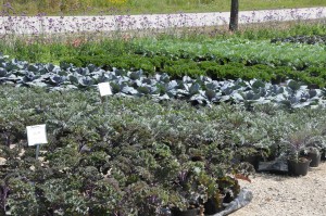 Ornamental Kale & Cabbage at Retail Greenhouse