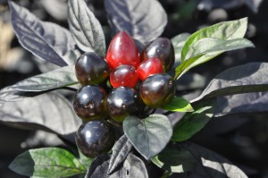 Ornamental Pepper 'Black Pearl'